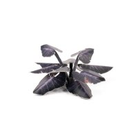 Laser Plants - Black Magic Taro