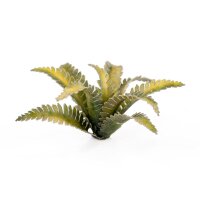 Laser Plants - Deer Fern