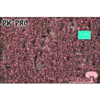 MN-Copper-Beech-Foliage-Summer-(1:87)