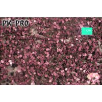 MN-Copper-Beech-Foliage-Summer-(1:45+)