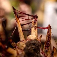 Gore – small 15ml pot