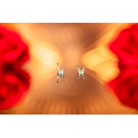 H&S INFINITY 2024 CRplus SOLO - 0.25 mm [122231] - Vorführgerät