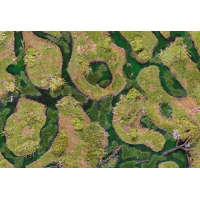 Forsaken Swamp 44"x30"