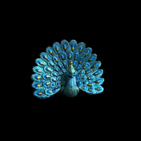 Peacock TurboShift  (22ml)