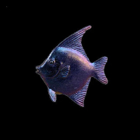 Skyrat TurboShift  (22ml)