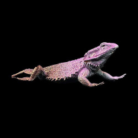 Bubblegum Crisis ZeniShift  (22ml)